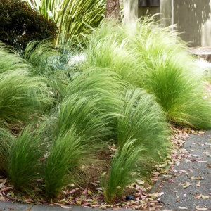 Ostnica mocna Stipa Pony Tails 1 szt. doniczka P11