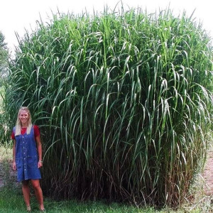 Miskant giganteus olbrzymi 1 szt. doniczka C2