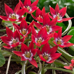 Tulipan botaniczny Tiny Timo 5 szt.