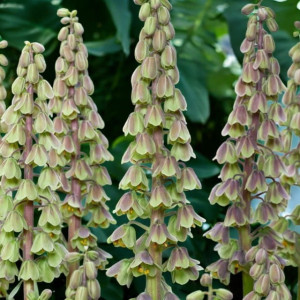 Fritillaria korona Szachownica Green Dreams 1 szt.