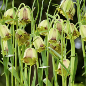 Fritillaria Szachownica Acmopetala 3 szt.