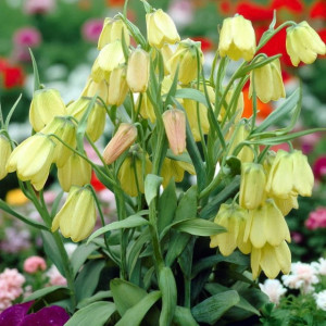Fritillaria Szachownica Pallidiflora 1 szt.