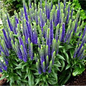 Veronica Przetacznik Ulster Dwarf Blue 1 szt. doniczka C2