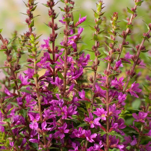 Lythrum Krwawnica pospolita Robin 1 szt. doniczka C2
