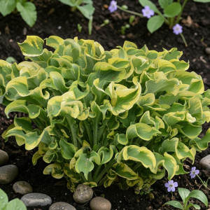 Hosta Funkia Wheee! 1 szt.