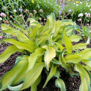 Hosta Funkia Ripple Effect 1 szt.