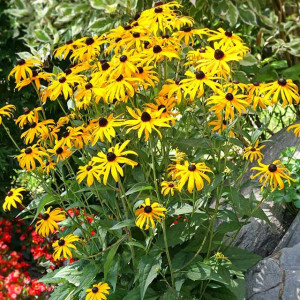 Rudbeckia Rudbekia Goldsturm 1 szt. doniczka C2