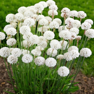 Armeria Zawciąg nadmorski Alba 1 szt. doniczka P11