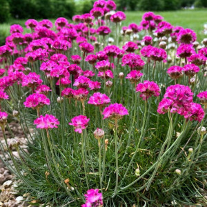 Armeria Zawciąg Splendens 1 szt. doniczka P11