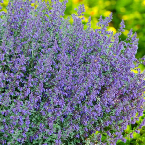 Nepeta kocimiętka Six Hills Giant 1 szt. P11