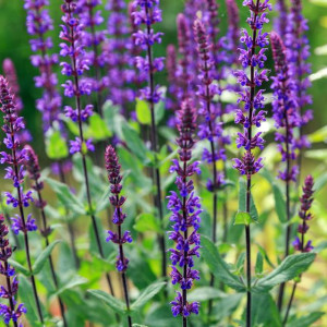Salvia Szałwia omszona Caradonna 1 szt. doniczka P11