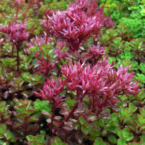 Sedum Rozchodnik kaukaski Purpurteppich 1 szt. doniczka P14