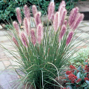 Pennisetum Rozplenica Red Head 1 szt. doniczka P12