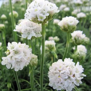 Armeria Zawciąg nadmorski Abbey White 1 szt. doniczka P9