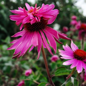 Echinacea Jeżówka purpurea Double Decker 1 szt. doniczka P9