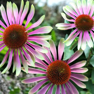 Echinacea Jeżówka purpurea Green Twister 1 szt. doniczka P9