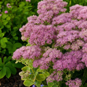 Sedum Rozchodnik Brillant 1 szt. doniczka P9