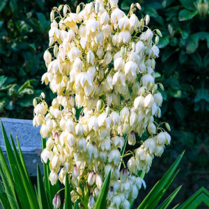 Yucca Filamentosa Juka karolińska 1 szt. doniczka P9