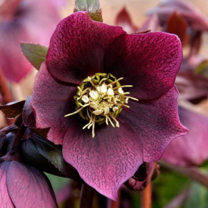 Ciemiernik Pretty Ellen Purple 1 szt. doniczka P9