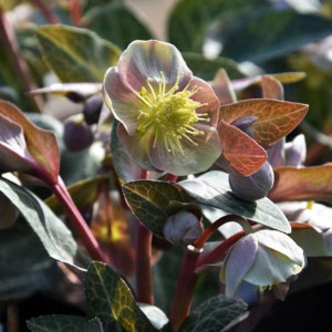 Ciemiernik lividus Pink 1 szt. doniczka P9