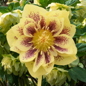 Ciemiernik Double Ellen Yellow Spotted 1 szt. P9