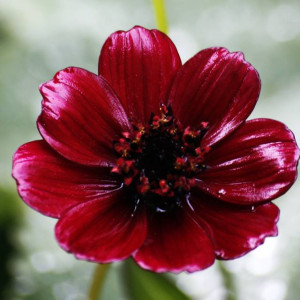 Cosmos Kosmos czekoladowy 1 szt. doniczka P9