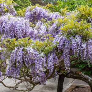 Wisteria Glicynia Sinensis 1 szt. donickza P9