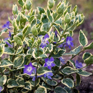 Barwinek pospolity Vinca major Variegata 1 szt. do