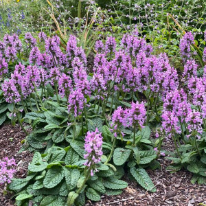 Stachys Czyściec lekarski Ukkie 1 szt. doniczka P9