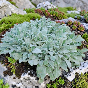 Stachys Czyściec wełnisty Silver Carpet 1 szt. don