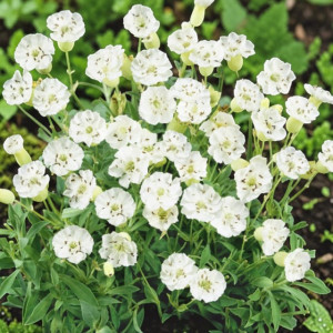 Silene maritima Lepnica nadmorska 1 szt.