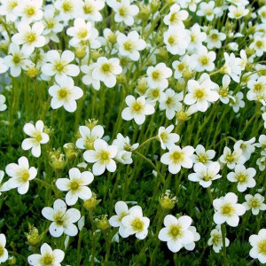 Skalnica Arendsa Carpet White 1 szt. doniczka P9