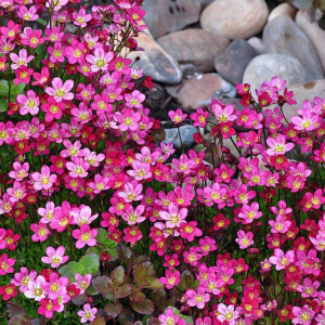 Skalnica Arendsa Carpet Pink 1 szt. doniczka P9