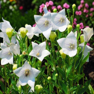 Platycodon Rozwar Astra White 1 szt. doniczka P9