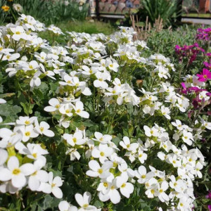 Żagwin drobny Florado White 1 szt. doniczka P9