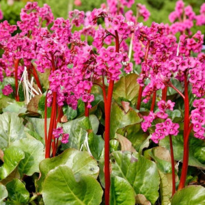 Bergenia cordifolia sercolistna 1 szt. doniczka P9