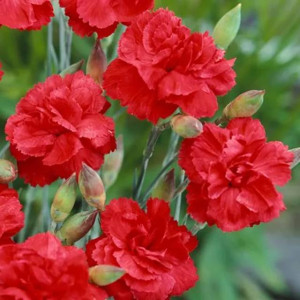 Dianthus Goździk David 1 szt. doniczka P9