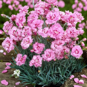 Dianthus Goździk Maggie 1 szt. doniczka P9