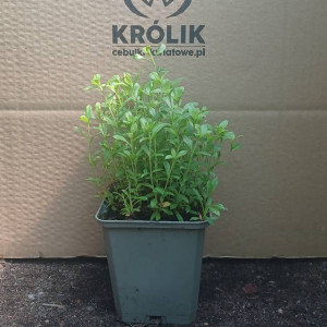 Silene schafta Lepnica kaukaska 1 szt. doniczka P9