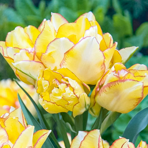 Tulipan wielokwiatowy Aquilla 5 szt.