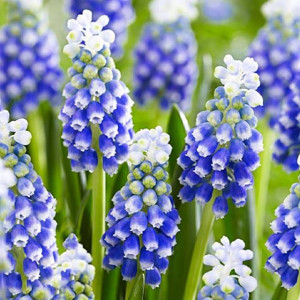 Muscari Szafirek Touch of Snow  5 szt.