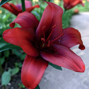 Lilia azjatycka Rapid Red 1 szt.