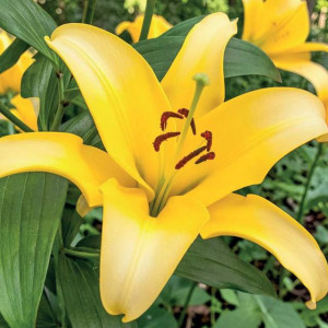 Lilia azjatycka Rapid Yellow 1 szt.