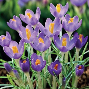 Krokus Botaniczny Barr's Purple 10 szt.