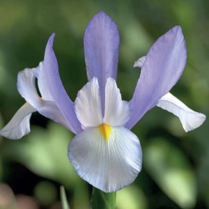 Irys holenderski Claire's Delight 10 szt.