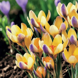 Krokus botaniczny Advance 10 szt.