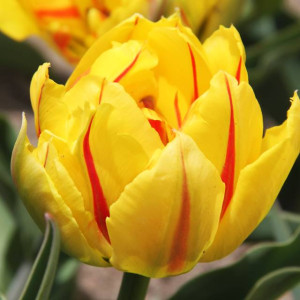 Tulipan pełny Monsella 5 szt.