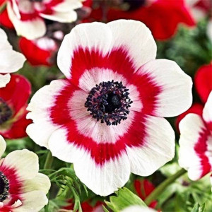 Anemone Zawilec Bicolor 10 szt.
