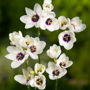 Ixia Iksja ogrodowa Giant 10 szt.