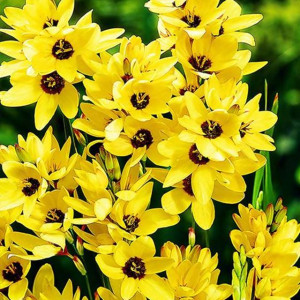 Ixia Iksja ogrodowa Yellow Emperor 10 szt.